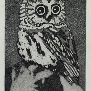 Northern Saw-Whet Owl
