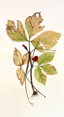 WEB_Maggie Lake_Jack in the Pulpit-2014